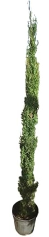 AzJARDIN.COM- Ciprés Tótem 120-140cm, Planta Viva en Maceta 22cm, Conífera Vertical Decorativa