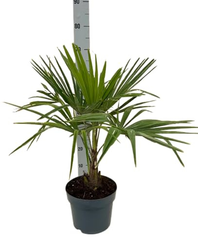Palma Chamaerops Excelsa - Trachycarpus fortunei - pianta vera - vaso 21 - Pianta da esterno o interno