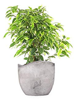Ficus Benjamin pianta vera, ficus albero vero | con Vaso artigianale FLOB Ø 12| Altezza 30-35 cm | piante da interno| Flob flower Cemento Onda