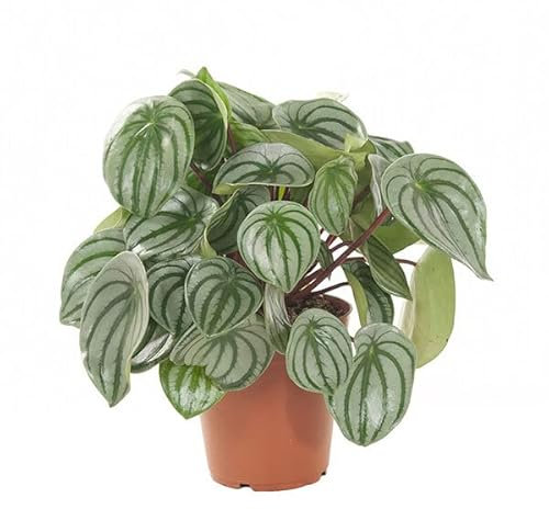Peperomia Argyreia Planta PREMIUM De Interior Begonia Sandía Exclusiva