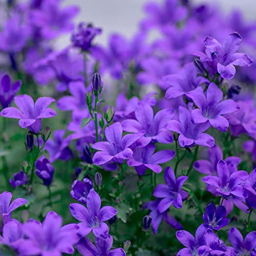 Glockenblume Samen Mehrjährig - Campanula Medium - Blumenwiese Samen Saatgut, Wildblumensamen Mehrjährig Winterhart Plants, Blumenwiese Schmetterlingsgarten - 40 Stück (Violett)