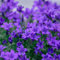 Glockenblume Samen Mehrjährig - Campanula Medium - Blumenwiese Samen Saatgut, Wildblumensamen Mehrjährig Winterhart Plants, Blumenwiese Schmetterlingsgarten - 40 Stück (Violett)
