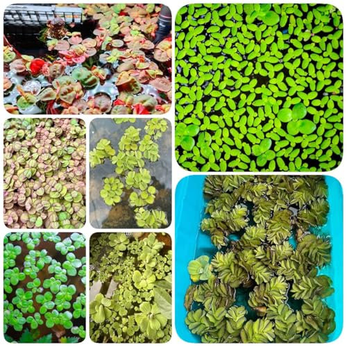 600 pcs Wasserlinsen Samen, kräuter bodendecker samen winterhart, Lemna minor, dekoration wohnzimmer zimmerpflanzen wenig lichtbedarf wasserpflanzen teich winterhart kräuterlinge
