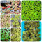 600 pcs Wasserlinsen Samen, kräuter bodendecker samen winterhart, Lemna minor, dekoration wohnzimmer zimmerpflanzen wenig lichtbedarf wasserpflanzen teich winterhart kräuterlinge