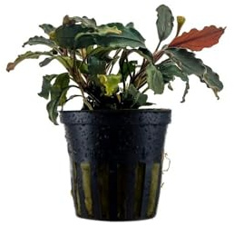AquaOne Aquarium Pflanze Bucephalandra Brownie 'Ghost Ulu Kapus' Aufsitzer | Wasserpflanze Aquariumpflanze, einfach pflegeleicht, Aquascaping Dekoration