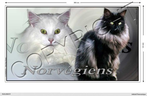 Adesivo a forma di gatto panoramico, 60 cm, norvegese, nero e bianco