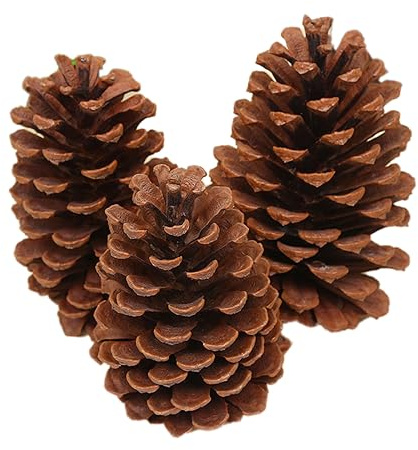6 Stück Tannenzapfen,Natürliche Kiefernzapfen,Weihnachten Tannenzapfen,Lärchenzapfen,Weihnachten Kiefernzapfen,Getrocknete Tannenzapfen Dekoration für Weihnachtsbaum,Amerikanische Kiefer L,15-18cm
