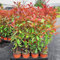 Photinia Red Robin, 15 piante con altezza 40/60 cm, vaso Ø12