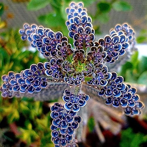 lamphle Semi di Piante succulente, 100 Pz/Borsa Semi di Piante succulente Vitali Creativo Blu Multiuso Succo Semi di Piante Fiore Albero da frutto Semi di ortaggi Semi di Piante Succulente Blu
