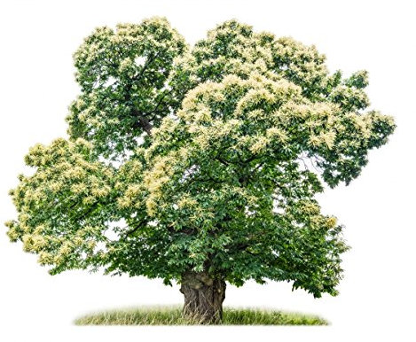 Müller Münchehof GmbH Baum des Jahres 2018 - Edelkastanie/Esskastanie im Container Größe 125 bis 150 cm