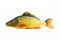 Gaby Kissen Kuscheltier Fisch Stofftier Plüschtier Plüschfisch Geschenkidee TOP! (Schuppenkarpfen 64cm)