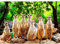 Runa Art Fototapete Erdmännchen Wasserfall Modern Vlies Wohnzimmer Schlafzimmer - Made in Germany - Grün Braun 9225010c
