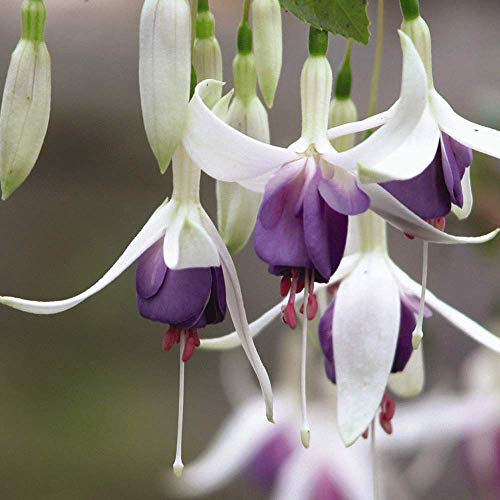 Fuchsia 'Delta's Sarah', Hardy Shrub, 5 Fuchsia Postiplug Plants by Thompson and Morgan