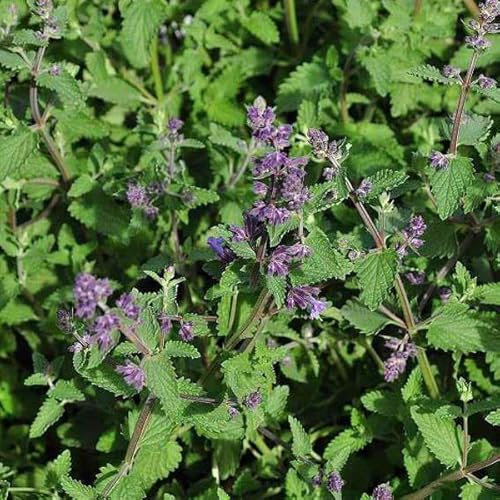 12 unidades o 1 m² Catnip 'Walker'S Low' - Nepeta Faassenii 'Walker'S Low' Maceta 9x9 cm