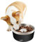 ALL FOR PAWS Stainless Steel Slow Feeder Dog Bowls, Non-Slip Heavy Duty Dog Cat Bowls Puppy Slow Feeding Dog Bowl (Black, M)