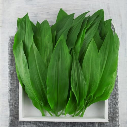 200 Pcs Bärlauch Samen Bio - Allium Ursinum - Kräutergarten Küche, Gemüse Pflanzen Bärlauch Pflanzen Kaufen Samen, Hydrokultur Pflanzen, Bio Saatgut Gemüse Kräuter Samen Mehrjährig,