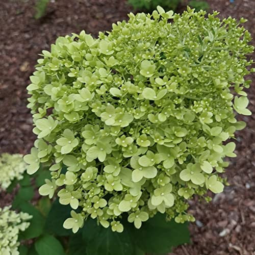 Limettenbouquet Hortensie 2L