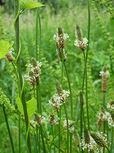 Seedeo® Spitzwegerich (Plantago lanceolata) 300 Samen BIO