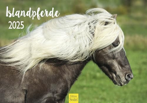 Edition Seidel Premium Kalender Islandpferde 2025 Format DIN A3 Wandkalender Pferdekalender Isländer Tiere Pony Stute Hengst Fohlen