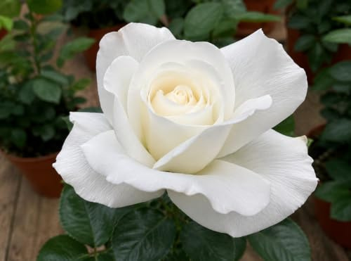 Gardenaria Rosa 'Cosmos' - Meilland, Rosa da Giardino a Fiore Bianco, Rifiorente e Rustica, Vaso 22 cm, 30/40 cm di Altezza