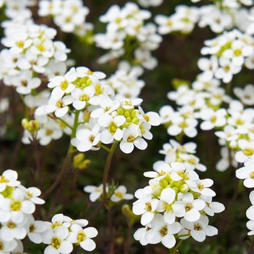 PREMIER SEEDS DIRECT - Alyssum - Carpet of Snow - 8000 Seeds - Annual