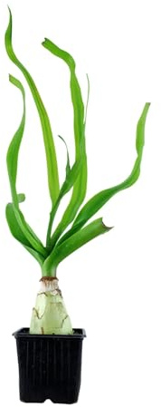 Aqua Essentials Crinum thaianum XL Pot