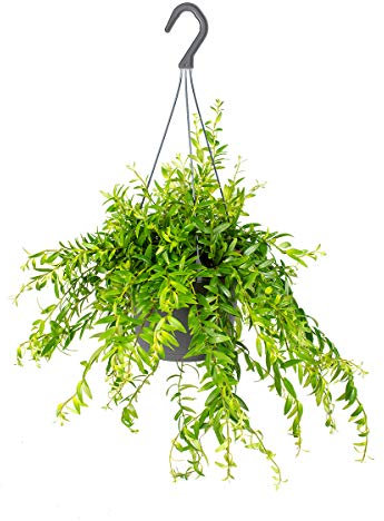Aeschynanthus 'Mona Lisa' | Lippenstiftplant in hangpot per stuk - Kamerplant ⌀17 cm - 20 cm