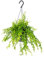 Aeschynanthus 'Mona Lisa' | Lippenstiftplant in hangpot per stuk - Kamerplant ⌀17 cm - 20 cm