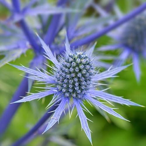 Carbeth Plants - Eryngium planum in 1L Pot - Flat Sea Holly - Herbaceous Perennial - Ready to Plant - Ideal for Beds and Borders (1)
