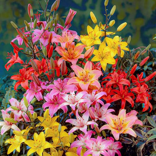 FLORIUM - Colección de cebolla lirios asiáticos, (15 bulbos), 5 variedades, resistente mezcla de lirios gigantes de Holanda, bulbos perennes para macetas y balcones (sin semillas, no artificiales)