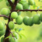Pflaumenbaum 'Reine Claude Verte' - Der wurzelballen / spross / Lieferhöhe 80-100cm