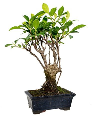 Bonsái Ficus Retusa 5 Años Árbol de Interior Bonsái Natural de Pequeño Tamaño