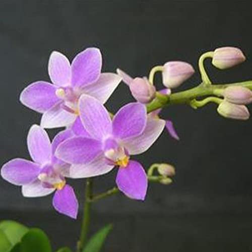 Haloppe 100 Unids Mini Flores de Orquídeas Semillas de Plantas para la Plantación de Jardín en el Hogar, Mini Semillas de Orquídeas Raras Semillas de Flores Phalaenopsis Jardín en Miniatura Inte