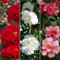 Gardeners Dream 3er Kamelie Pflanzen Set (Rot, Weiß & Rosa) - Immergrüne Blühende Sträucher Winterhart - Winterharte Pflanzen für Garten - Winterharte Balkonpflanzen -Winterharte Kübelpflanzen