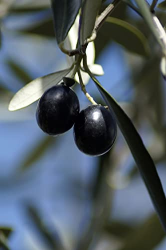 Pianta di Ulivo Albero di Olivo Età 2 anni Pianta da esterno di Ulivo o Olea Europea Pianta vera da mangiare di Ulivo o Olivo venduta da eGarden.store (Mela)