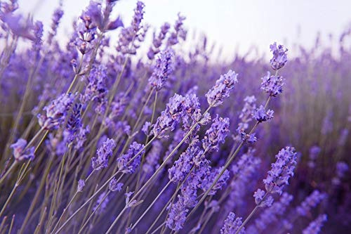 100 Lavendelsamen - Blumen Pflanzengarten Garten - reproduzierbare Bauernsamen - Aussaat