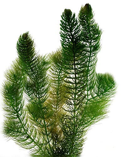 vdvelde.com - Grobes Hornblatt - 2 Liter - Ceratophyllum Demersum - - Schwimmende Sauerstoffpflanze- Benötigt: mindestens -20 cm Wasser- Platzierung: lose im Wasser