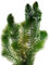 vdvelde.com - Grobes Hornblatt - 2 Liter - Ceratophyllum Demersum - - Schwimmende Sauerstoffpflanze- Benötigt: mindestens -20 cm Wasser- Platzierung: lose im Wasser