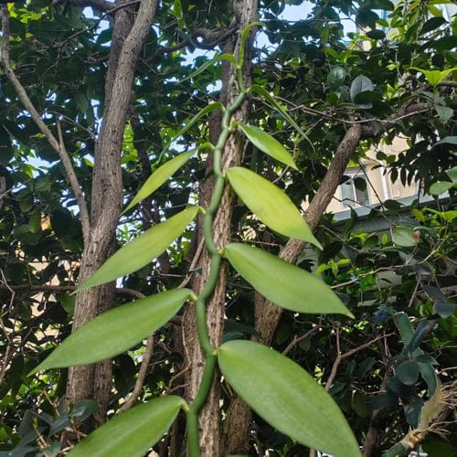 vanilla planifolia, balkongewächshäuser herbstblumen winterhart bio blumensamen steingartenpflanzen 300samen