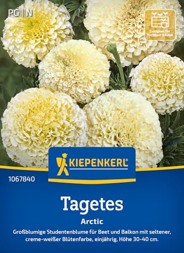 Kiepenkerl Tagetessamen Arctic 1067840, Blumensaat | Großblumige Studentenblume für Beet und Balkon mit seltener creme- weißer Blütenfarbe, Wuchshöhe 30-40 cm