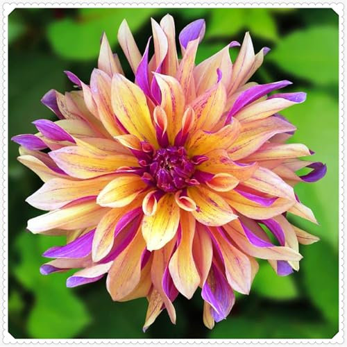 Dahlien, seltene und abwechslungsreiche Farben, winterharte mehrjährige Zwiebeln, hochwertige Sorten, schöne dekorative Blumen für Gärten und Innenräume-2 zwiebeln-I