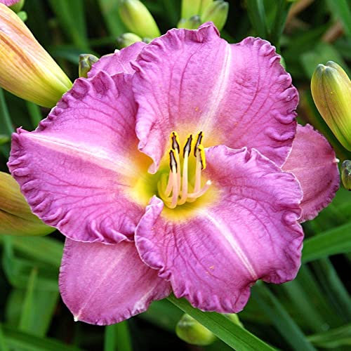 Hemerocallis,daylily,bulbi di Hemerocallis,bulbosa resistente, bella e colorata, adatta come regalo per gli altri, può essere invasata o piantata in giardino