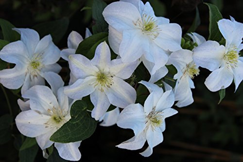 Waldrebe 'Huldine' Clematis viticella 'Huldine' Kletterpflanze mit weißen Blüten im Topf gewachsen bis 150cm (100-150cm)