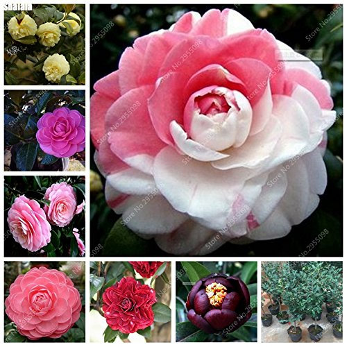 Seeds 10 PC/Imported Bag Semi camelie Exotic Blooming Blooming Bonsai in Perennial Garden Vase Plan for Flower Pot Proboriere