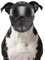 PETLESO Schutzmaske für Große Hunde, Hundebrille mit Gesichtsschutz, UV-Winddicht, Hundemaske, Coole Kopfbedeckung für Halloween, Cosplay, Schwarz