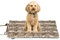 HS-Hundebett® Hundedecke Outdoor M (65x95 cm) wasserdichte Hundedecke waschbar – 3 cm Füllung – Ideal für Reisen und Zuhause – Taupe, Made in DE