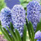 Schnittblumen, Seltene Pflanze, Hyazinthen Zwiebeln, Einfach Anzubauen. RaritäT Mehrfarbige, Pflegeleicht Extrem Frisch, Trockenheitstolerant, Winterhart Zwiebeln, 2zwiebeln-B