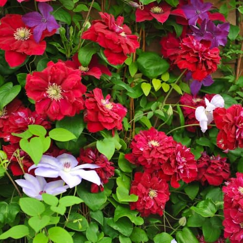 Clematis 'Charmaine' – Rich Red Double Blooms in Spring/Summer & Single Flowers in Autumn – Repeat Flowering Climber for Walls, Fences & Containers - 7cm Pot x1 by Thompson and Morgan