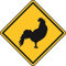 U24 Aufkleber Vorsicht Hahn Hähne Gockel 20 x 20 cm Autoaufkleber Sticker
