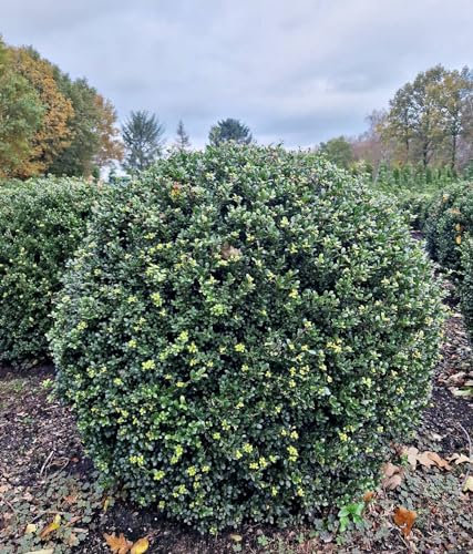 japanische Hülse Ilex crenata Glorie Gem Kugel 90-100 cm Durchmesser mit Ballen